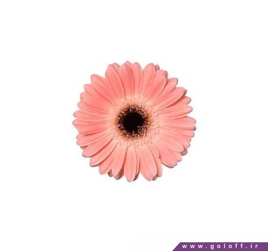 گل آرایی گل تگ شاخه - گل ژربرا سالمارا - Gerbera | گل آف